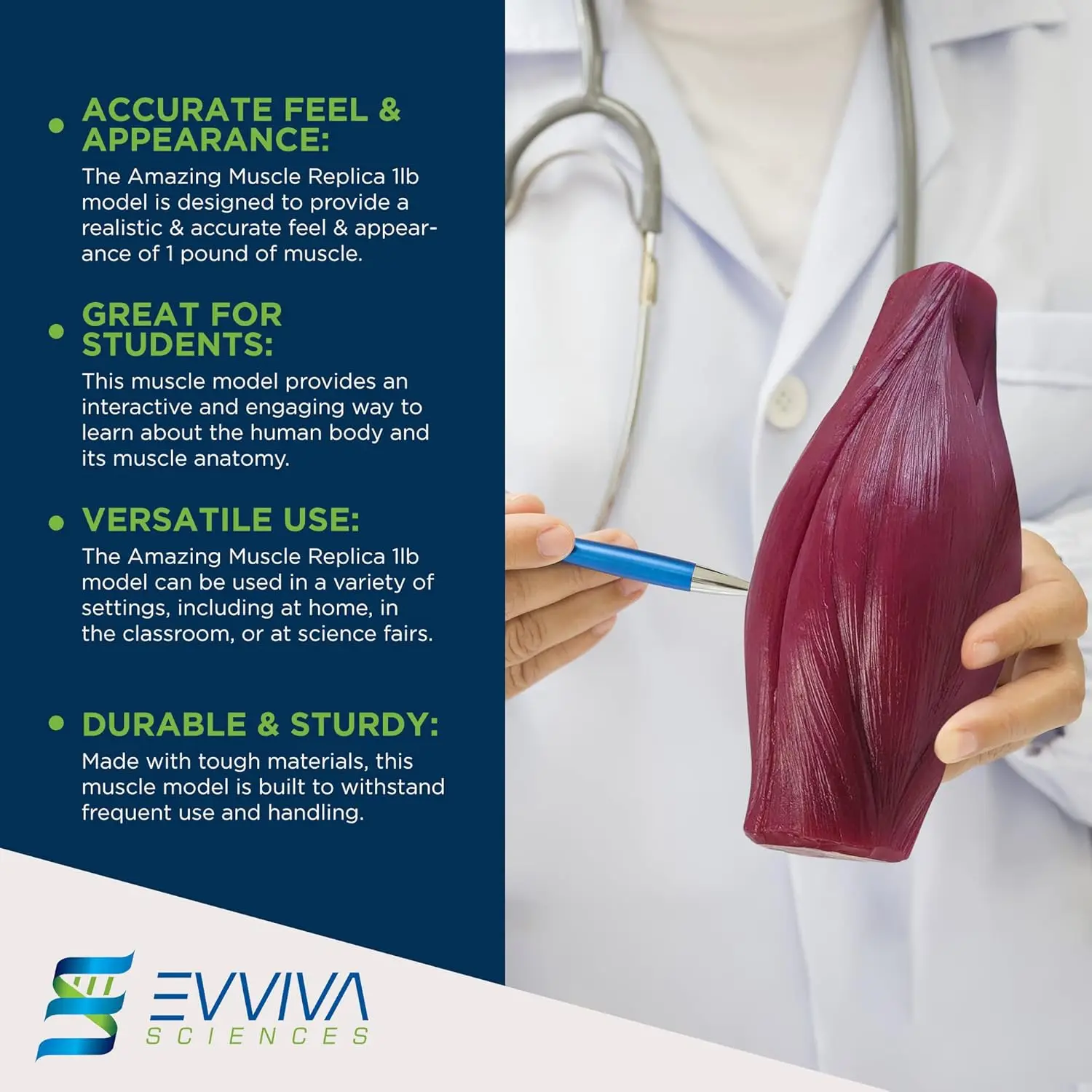 Nutrition In Fitness - Human Muscle and Fat Replicas Health