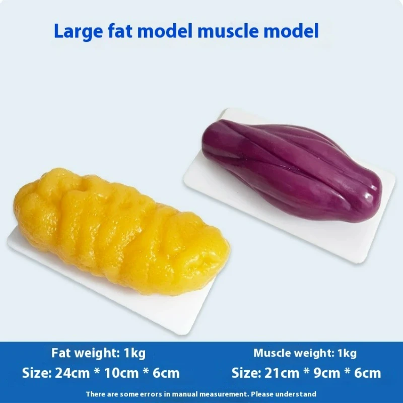 Human Muscle and Fat Replicas  - Nutrition In Fitness recension och pris
