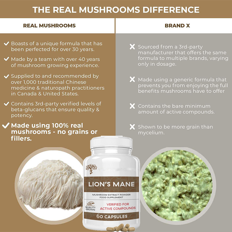 Lion Mane Ganoderma Mushroom C - Lion Mane Mushroom recension och pris